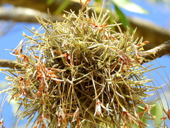 Tillandsia capillaris
