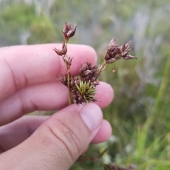 Rhynchospora odorata