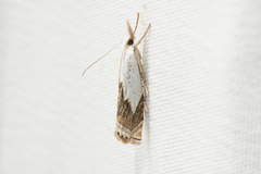 Crambus albellus