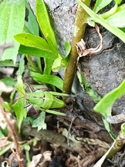 Sphenarium
