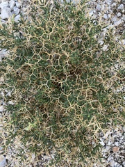 Sarcopoterium spinosum