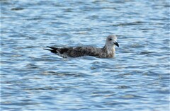 Larus fuscus