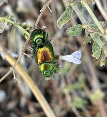 Chrysolina herbacea