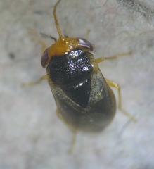 Geocoris erythrocephalus