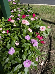 Catharanthus roseus