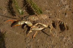 Pacifastacus leniusculus