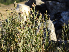 Baccharis articulata