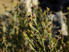 Baccharis articulata