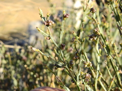 Baccharis articulata
