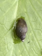 Lymnaeoidea