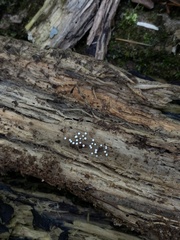 Helicogloea compressa