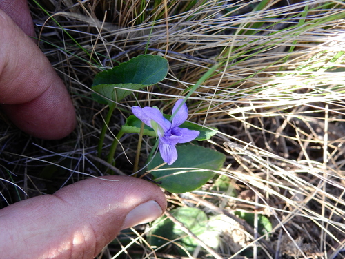Viola hamiltoniana, photograph 3