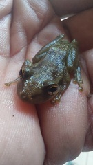 Scinax