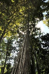 Socratea exorrhiza