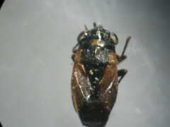 Geocoris