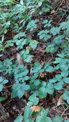 Paralepista flaccida