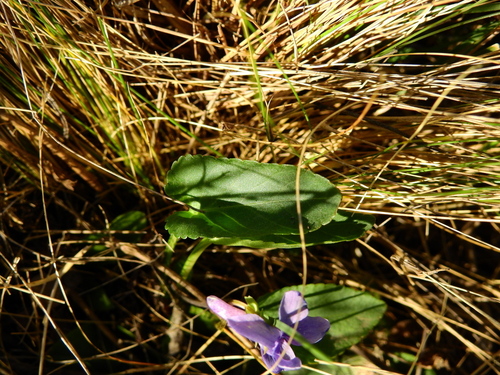 Viola hamiltoniana, photograph 4