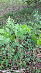 Dioscorea bulbifera