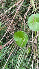 Hydrocotyle