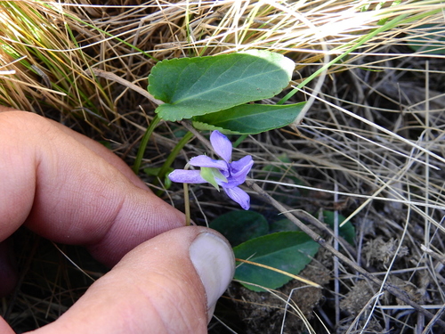 Viola hamiltoniana, photograph 2