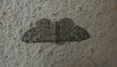 Eupithecia semigraphata