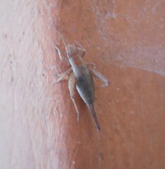 Arachnocephalus vestitus