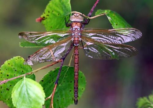 Brown Hawker