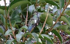 Heliomaster furcifer