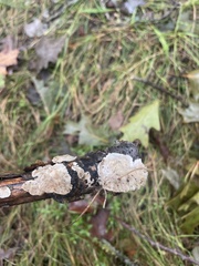 Steccherinum ochraceum