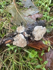 Steccherinum ochraceum