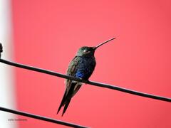 Heliomaster furcifer