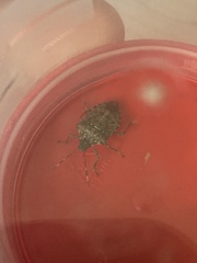 Halyomorpha halys