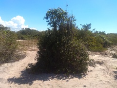 Melanopsidium nigrum