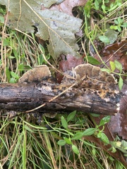 Steccherinum ochraceum