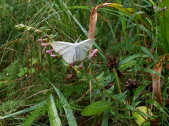 Scopula immutata