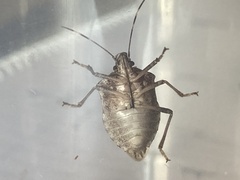 Halyomorpha halys