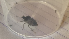 Halyomorpha halys