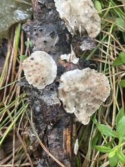 Steccherinum ochraceum
