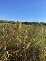 Setaria