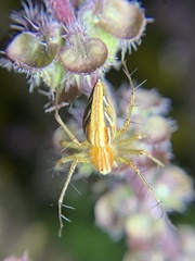 Oxyopes