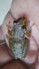 Scinax