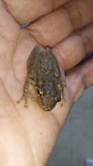 Scinax