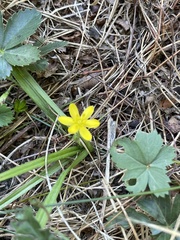 Potentilla canadensis