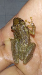 Scinax