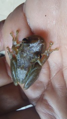 Scinax