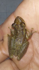 Scinax