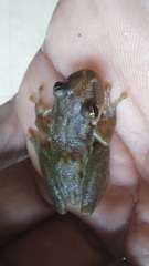 Scinax