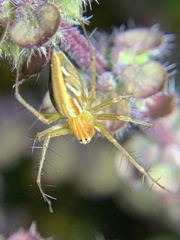 Oxyopes