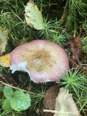 Russula aurora