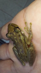 Scinax